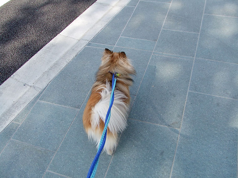 朝晩2回お散歩に行きます